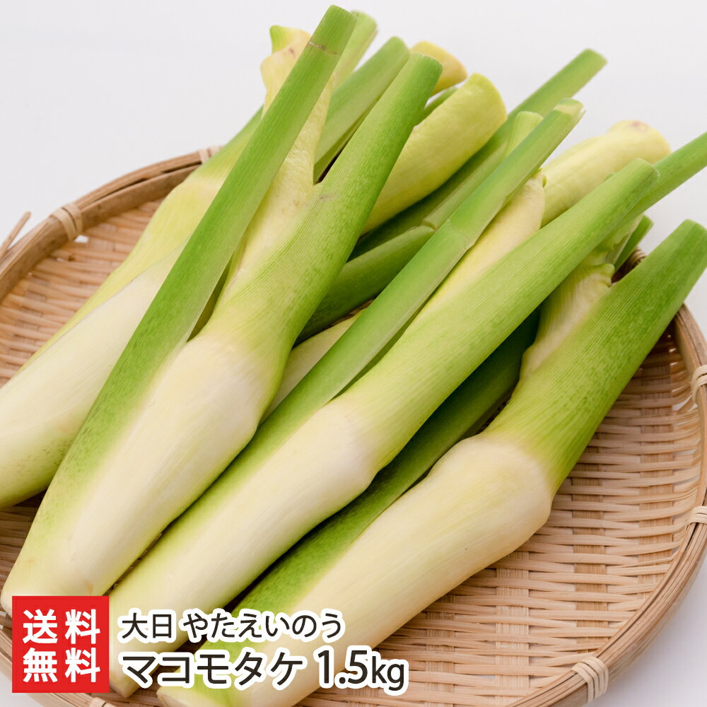 マコモタケ 1.5kg 大日 やたえいのう 産地直送 送料無料【真菰筍 マコモダケ まこもたけ ハナガツミ 炒め物 中華料理 唐揚げ おつまみ 希少野菜 お取り寄せ 】