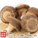 新潟産 生しいたけ 並サイズ 笠開き 選べる 約500g( 約11〜17個 ) 〜 約1kg( 約23〜35個 ) 青木農園 椎茸 シイタケ きのこ キノコ ジ...