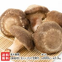 【家庭用】新潟産 生しいたけ 笠開き 選べる 約600g( 約11〜21個 ) 〜 約1.3kg( 約23〜39個 ) 青木農園 椎茸 シイタケ きのこ キノコ...