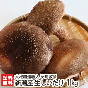 新潟産 肉厚 生しいたけ 1kg 大地創造職人 反町敏彦【椎茸/きのこ/キノコ】【ギフトに!贈り物・内祝いに!のし(熨斗)無料】【送料無料】