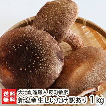 【訳あり】新潟産 生しいたけ 訳あり1kg 大地創造職人 反町敏彦【椎茸/きのこ/キノコ】【お土産/手土産/ギフトに！贈り物】【送料無料】