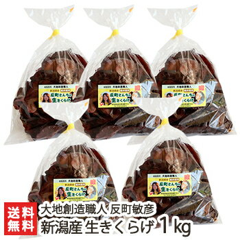 V Y 炰 1kgi200g~5j LNQ/؎/̂/LmR/  蕨  yY/yY/MtgɁI蕨    MtgɂI