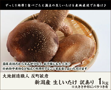 【訳あり】新潟産 肉厚 生しいたけ 訳あり1kg 大地創造職人 反町敏彦【椎茸/きのこ/キノコ】【ギフト・贈り物・内祝いに！のし（熨斗）無料】【送料無料】