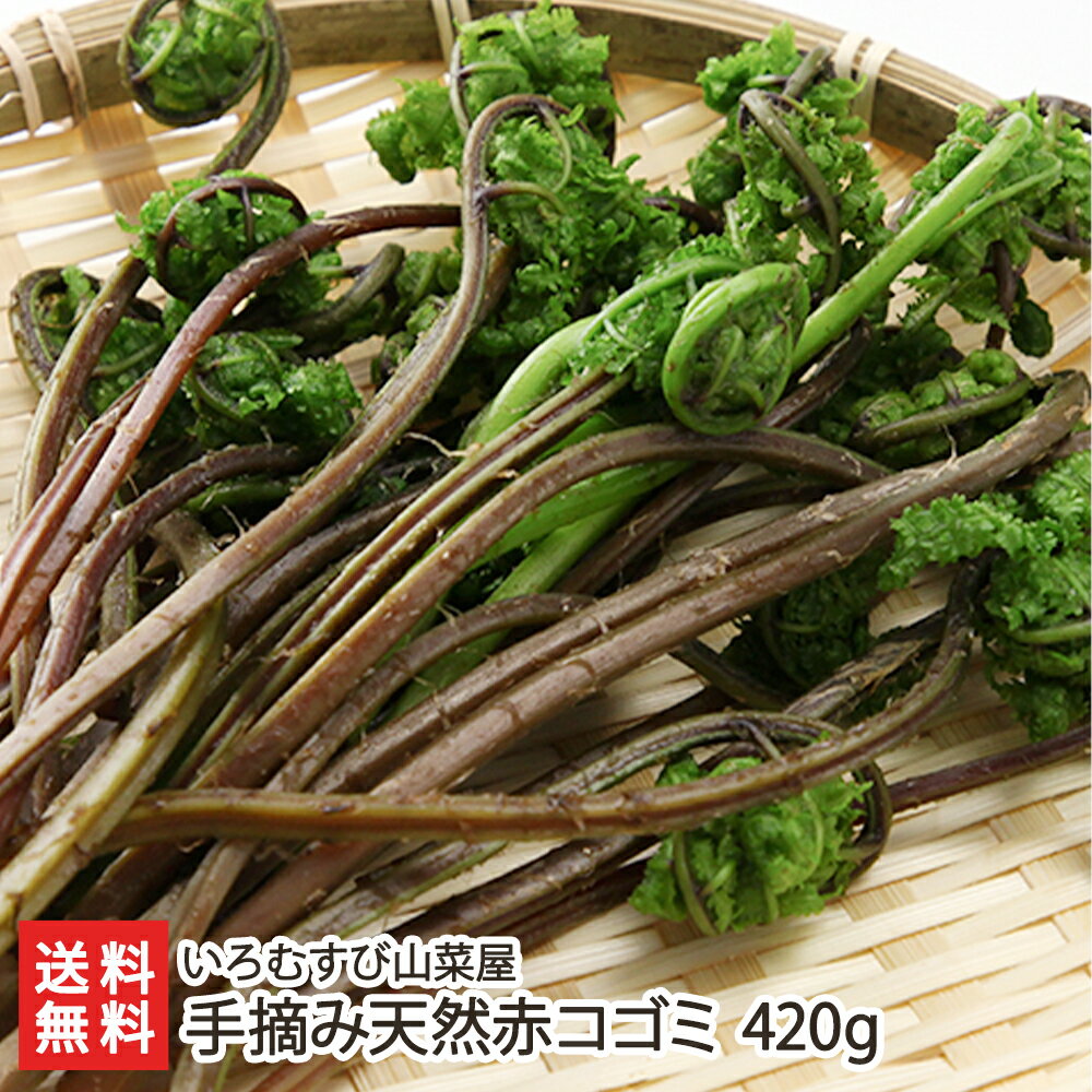 手摘み天然赤コゴミ 420g（70g×6袋） いろむすび山菜屋 産地直送 送料無料【採れたて直送 新鮮 鮮度抜群 天ぷら 煮物 味噌汁】 父の日 お中元