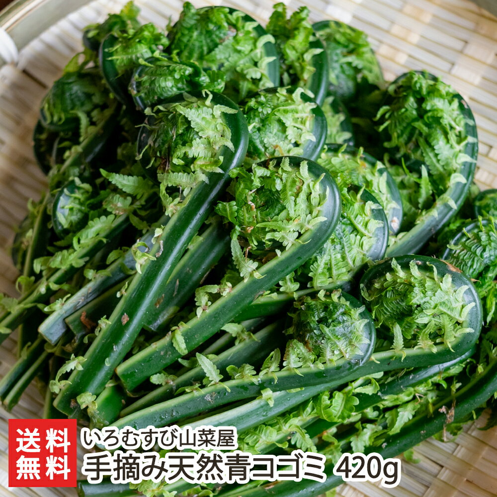 手摘み天然青コゴミ 420g（70g×6袋） いろむすび山菜屋 産地直送 送料無料【採れたて直送 新鮮 鮮度抜群 天ぷら 煮物 味噌汁】 父の日 お中元