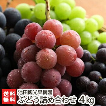 新潟産 ぶどう詰め合わせ 4kg（6〜12房※巨峰もしくはピオーネは必ず入ります）池田観光果樹園【ブドウ/葡萄/スチューベン/タノレット/北光/甲斐路/ロザリオビアンコ/ゴルビー】【新潟県産】【送料無料】 父の日 お中元のサムネイル