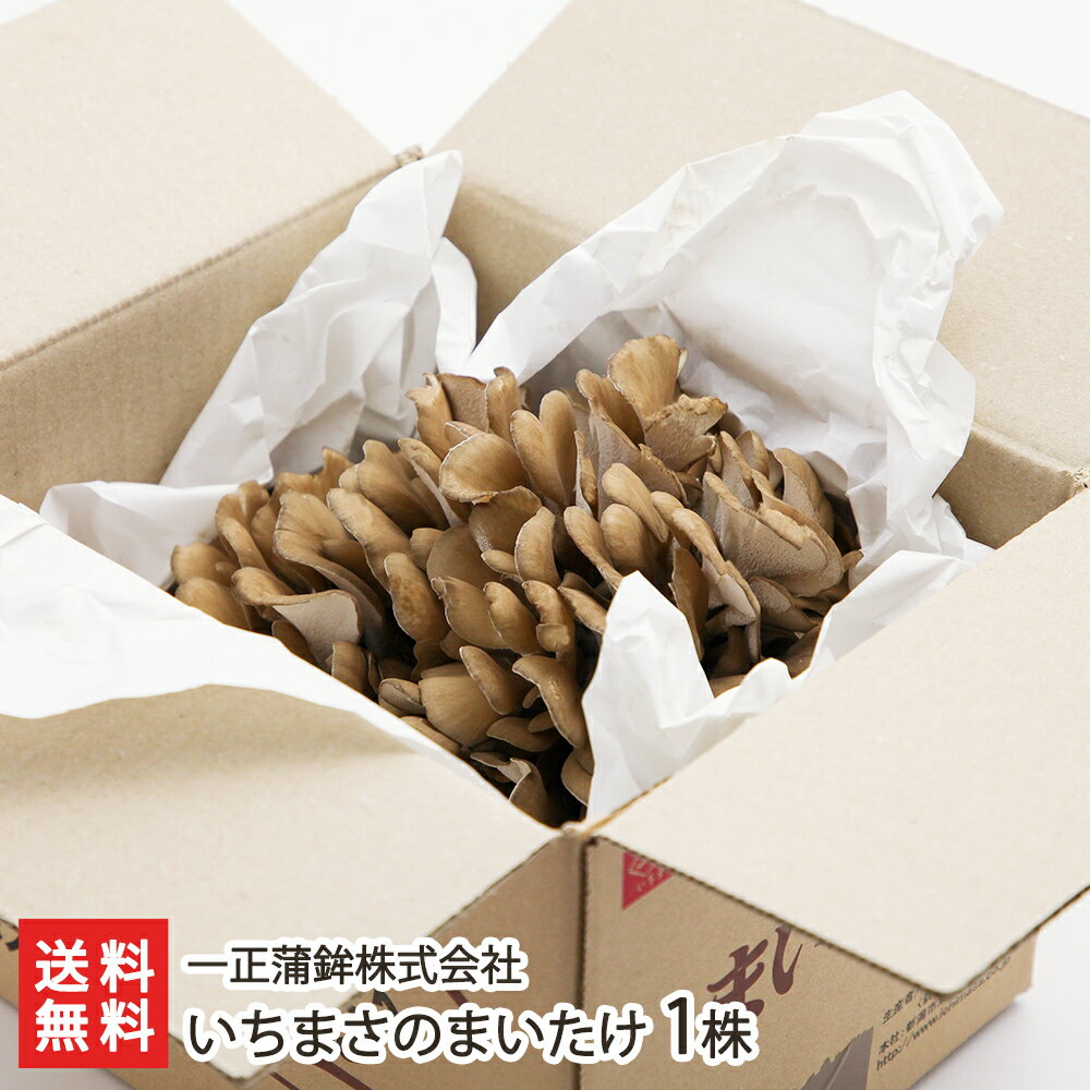 新潟県産 一正のまいたけ 1株（1株400g）一正蒲鉾株式会社【舞茸/きのこ】【低カロリー/食物繊維/無農薬/無化学肥料/炒め物や天ぷらに！】【ギフトに！贈り物・内祝いに！のし（熨斗）無料】【送料無料】