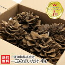 新潟県産 一正のまいたけ 4株（1株440g）一正蒲鉾株式会社【舞茸/きのこ】【低カロリー/食物繊維/無農薬/無...