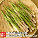新潟県産 根曲がり竹 1kg or 2kg JAえちご上越 あるるんの杜 産地直送 山菜 タケノコ 姫たけのこ 山たけのこ 姫竹 ひめたけ 細竹 生産者直送 お...