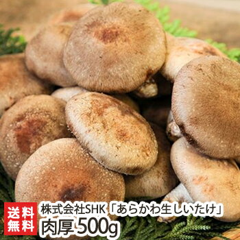 新潟産【肉厚】あらかわ生しいたけ 500g 株式会社SHK【椎茸/シイタケ/きのこ/キノコ/ジャンボ/菌床栽培/完全無農薬・無化学肥料/関川村】【お土産/手土産/ギフトに！贈り物】【送料無料】 父の日 お中元