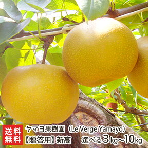 【贈答用】新高 「3kg」or「5kg」or「10kg」 ヤマヨ果樹園の日本梨【新高梨】【新潟県産梨/なし/ナシ/和梨】【お土産/手土産/ギフトに！贈り物】【送料無料】