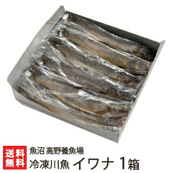 新潟産 冷凍川魚 イワナ 1箱（11尾入り）魚沼 高野養魚場【岩魚/いわな/養殖/下処理済】【お土産/手土産/プレゼント/ギフトに！贈り物】【送料無料】