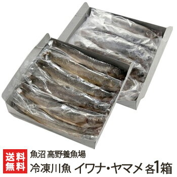 新潟産 冷凍川魚 イワナ・ヤマメ 各1箱（各11尾入り）魚沼 高野養魚場【岩魚/山女魚/いわな/やまめ/養殖/下処理済】【お土産/手土産/プレゼント/ギフトに！贈り物】【送料無料】