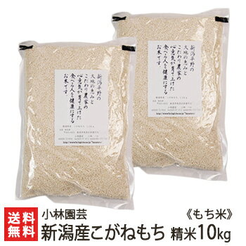 【令和5年度米】新潟産こがねもち（もち米）精米10kg（5kg×2）【新潟県産/新潟米/コガネモチ/モチ米/餅米/精白米/白…