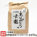 新潟産 自然栽培米（無農薬・無化学肥料）トドロキワセ 玄米10kg 川崎農園【玄米/うるち米/新潟県産/とどろきわせ/早生米】【お土産/手土産/プレゼント/ギフトに！贈り物】【送料無料】