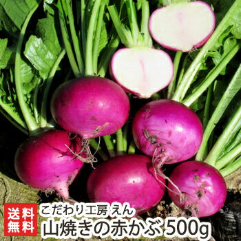 新潟・村上産 山焼きの赤かぶ 500g（3個～4個入り） こだわり工房 えん【新潟産/新潟県産/赤カ ...