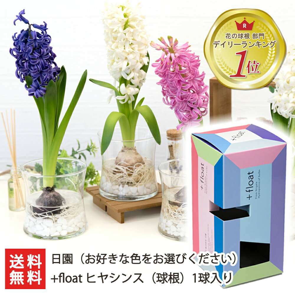 水耕栽培用 花芽付き球根「+float」ヒヤシンス（球根）1球入り（※選べる色：ピンク/白/紫） 日園【ギフトボックス/観賞用/フラワー/風信子/ひやしんす】【送料無料】 父の日 お中元