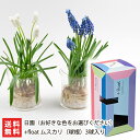 水耕栽培用 花芽付き球根「+float」ムスカリ（球根）3球入り（※選べる色：紫/白） 日園【ギフトボックス/観賞用/フラワー】【送料無料】