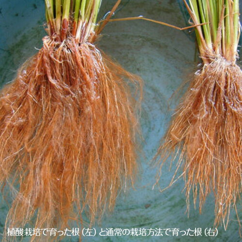 【令和5年度米】無化学肥料 新潟産 植酸栽培コシヒカリ「伝」精米5kg かやもり農園【白米/うるち米/新潟県産/新潟米/こしひかり/脱酸素剤入り2重袋/化学肥料不使用】【お土産/手土産/プレゼント/ギフトに！贈り物】【送料無料】 3