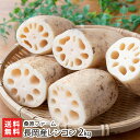 新潟 長岡産 レンコン 2kg 桑原ファーム【れんこん/蓮根/野菜/新潟産/シャキシャキとした食感が特徴】【お土産/手土産/プレゼント/ギフトに!贈り物】【送料無料】