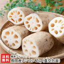 新潟 長岡産レンコン 2kg(真空包装) 桑原ファーム【れんこん/蓮根/野菜/新潟産/シャキシャキとした食感が特徴】【お土産/手土産/プレゼント/ギフトに!贈り物】【送料無料】