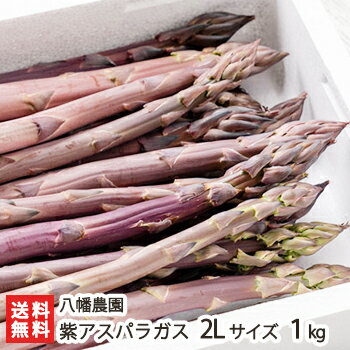 新潟産 紫アスパラガス 2Lサイズ（1本あたり50g〜60g）1kg 八幡農園【野菜/採れたて/太いアスパラガス/冷蔵便】【送料無料】