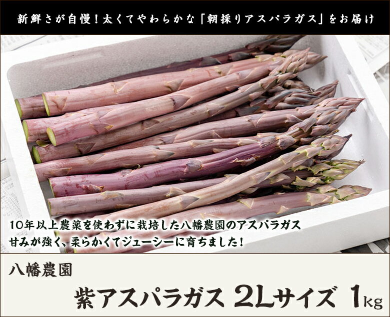 新潟産 紫アスパラガス 2Lサイズ（1本あたり50g〜60g）1kg 八幡農園【野菜/採れたて/太いアスパラガス/冷蔵便】【送料無料】