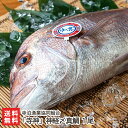 真鯛 1尾「寺神」神経〆(1尾あたり約2kg)寺泊漁業協同組合【新潟/漁港直送/新潟直送計画/マダイ/鮮魚/さっぱりとした脂/鯛茶漬け/刺身/冷蔵便/送料無料】