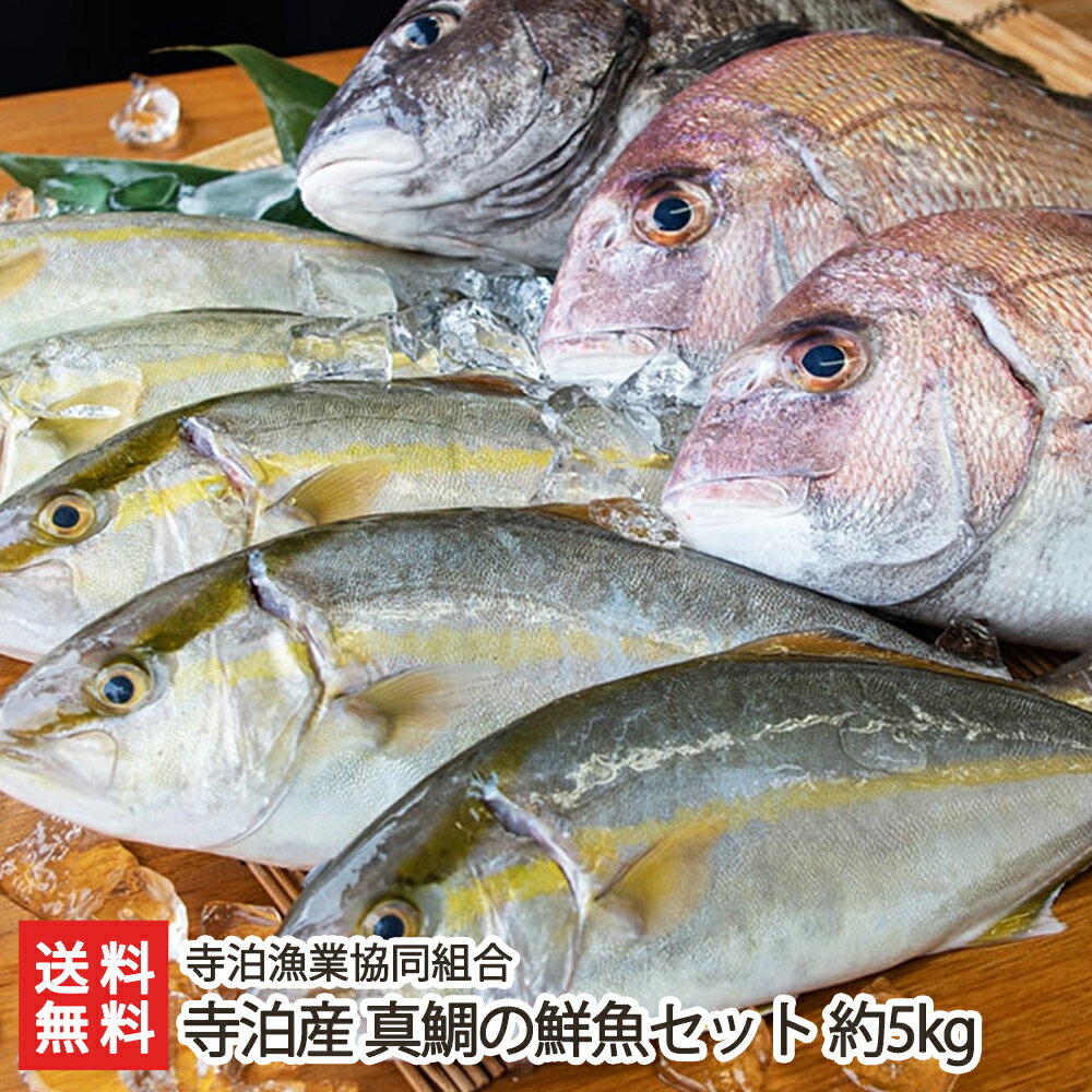 寺泊産 真鯛の鮮魚セット 約5kg※真鯛 約1kg（1尾）と