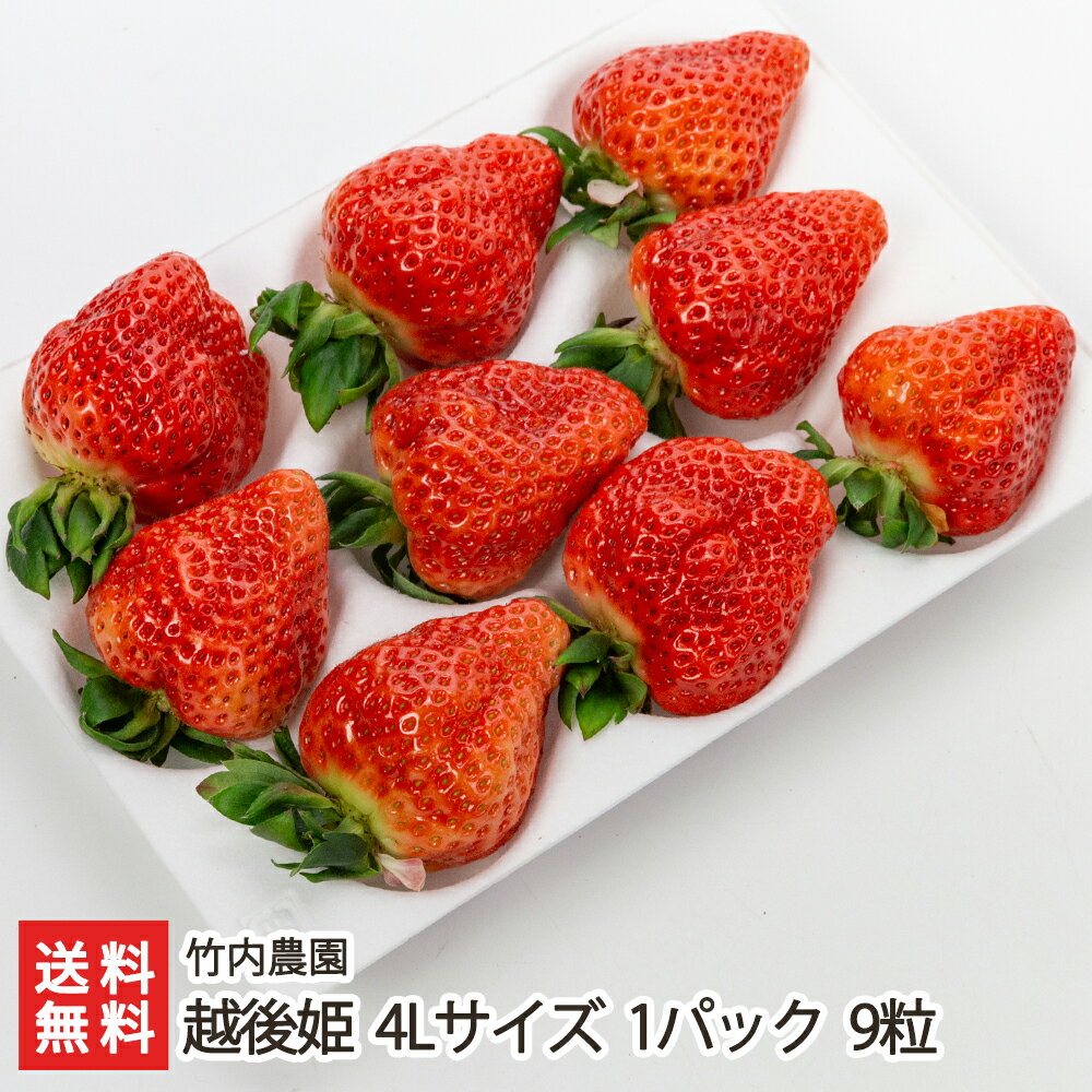 新潟ブランドいちご 越後姫 4Lサイズ 1パック 竹内農園 産地直送 送料無料【新潟直送計画 苺 イチゴ 新潟産 フルーツ 果物 ストロベリー 高糖度 えちごひめ 採れたて発送】のサムネイル