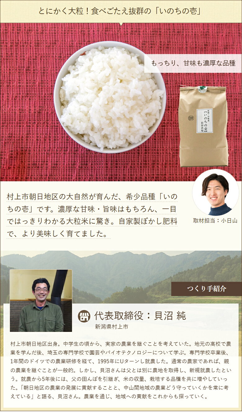 【令和7年度米】岩船産いのちの壱（棚田栽培）精米5kg 株式会社貝沼農場 産地直送 送料無料【新潟直送計画 いのちのいち ライス 白米 大粒 新潟産 新潟県産】