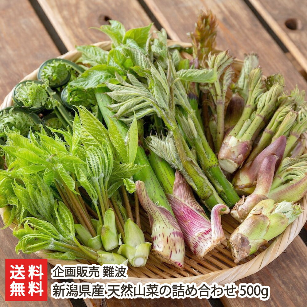 新潟県産 天然山菜の詰め合わせ 500g（※その時期に採れた旬の山菜を3～4種ほど詰め合わせてお届け） 企画販売 難波 産地直送【新鮮/朝採り/天然/天ぷら/おひたし】【お土産/手土産/プレゼント/ギフトに！贈り物】【送料無料】 父の日 お中元