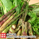新潟県産 天然山菜の詰め合わせ 500g(※その時期に採れた旬の山菜を3〜4種ほど詰め合わせてお届け) 企画販売 難波 新鮮 朝採り 天然 天ぷら おひたし 新...