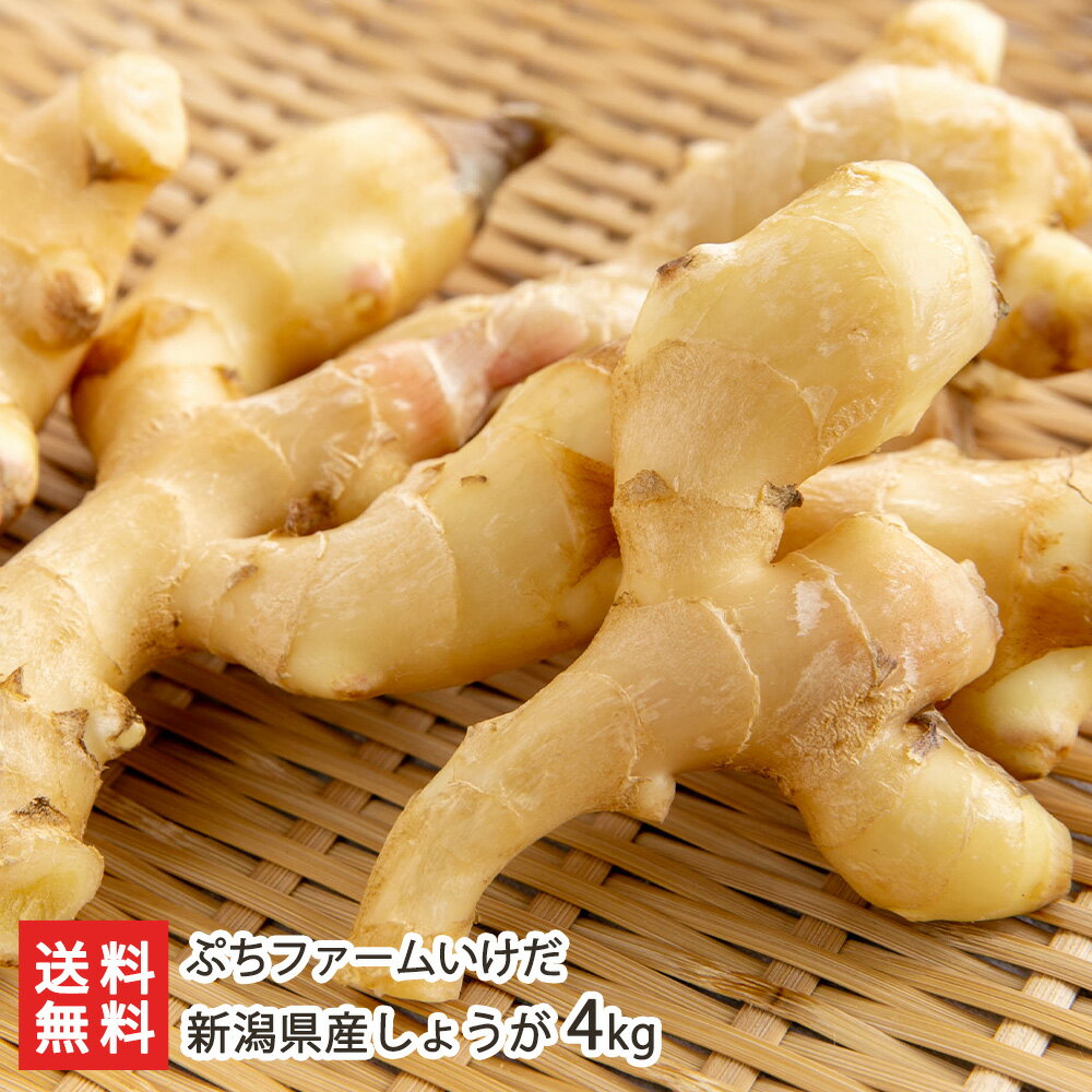 新潟県産しょうが 4kg ぷちファームいけだ 新潟直送計画 ショウガ 生姜 薬味新潟県 生産者直送 お取り寄せ ギフト プレゼント 贈り物 送料無料