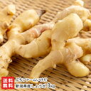 新潟県産しょうが 3kg ぷちファームいけだ 新潟直送計画 ショウガ 生姜 薬味新潟県 生産者直送 お取り寄せ ギフト プレゼント 贈り物 送料無料