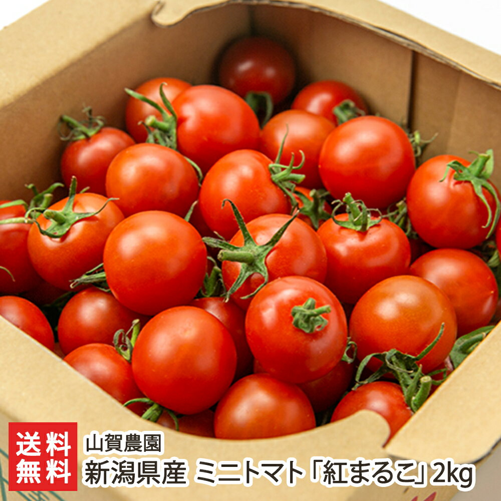 新潟県産 ミニトマト「紅まるこ」2kg 新潟県産 産地直送 送料無料【山賀農園】【新潟直送計画 とまと ミニトマト プチトマト ブランドトマト 水耕栽培 採れたて】【代金引換・後払い不可】 父の日 お中元