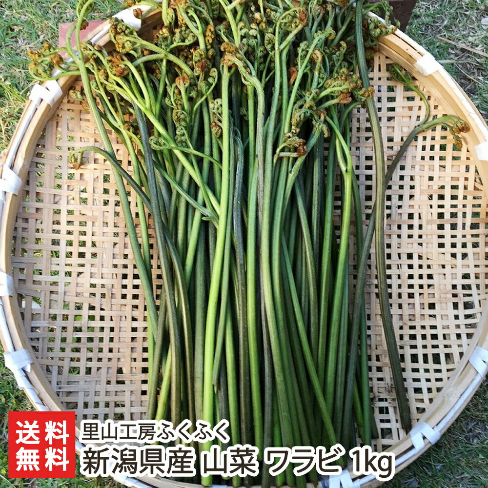 商品説明 内容 新潟県産 山菜 ワラビ 1kg 配送方法 ヤマト運輸（クール冷蔵便） 保存方法 新聞紙で包み、冷蔵保存 賞味期限 商品到着後、お早めにお召し上がりください 返品交換 生鮮品・食品などの商品の性質上、返品・交換はお受けできません。 ただし、配送中の事故により、お届けした商品に傷みや破損がある場合や、到着した商品がお申込み頂いた商品と異なっていた場合には、返品・交換を承ります。 ご連絡は商品到着日・並びに翌日以内にお願い致します。 生産者 里山工房ふくふく 関連商品リスト 里山工房ふくふくの商品一覧 通販/産地直送/新潟名物/産直/新潟県産/新潟産/母の日/父の日/敬老の日/こどもの日/子供の日/お中元/御中元/お歳暮/御歳暮/お年賀/御年賀/ご挨拶/香典返し/バレンタインデー/ホワイトデー/ハロウィン/贈り物/贈答用/プレゼント/ギフト/プチギフト/のし/熨斗/のし無料/熨斗無料/送料無料/おみやげ/お土産/包装/ラッピング/特産品/名物/端午の節句/暑中見舞い/暑中御見舞/残暑見舞い/残暑御見舞/寒中見舞い/寒中御見舞/内祝い/御祝い/逸品/誕生日祝い/誕生日御祝/還暦祝い/米寿/お取り寄せグルメ/入学祝い/入学御祝/合格祝い/合格御祝/引っ越し祝い/引っ越し御祝/快気祝い/快気内祝/ご当地グルメ/B級グルメ/老舗の味/ご自宅用/クリスマス/イベント/引出物/上司/同僚/七五三/ひな祭り/成人の日/成人式/お返し/寿/御見舞/越後/出産祝い/出産内祝/贈答品お間違いのないようお気をつけて下さい。 フキノトウ 赤コゴミ ワラビ 里山工房ふくふくの商品一覧 里山工房ふくふくの商品一覧へ