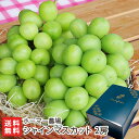 シャインマスカット 2房(重量:1房あたり約500g) ホーマー農場【代金引換決済不可】【果物/ぶどう/種なし】【お土産/手土産/ギフトに!贈り物】【送料無料】
