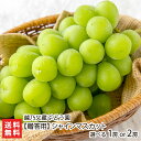 【贈答用】シャインマスカット 選べる 1房 or 2房 越乃又蔵ぶどう園 農産物 果物 ぶどう 新潟県産 新潟県 生産者直送 お取り寄せ ギフト プレゼント 贈...
