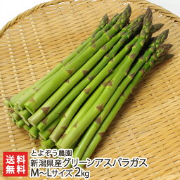 新潟県産グリーンアスパラガス M～Lサイズ 2kg とよぞう農園【代金引換決済不可】 【燕市 朝採り 堆肥 有機質肥料 新鮮 お取り寄せグルメ】【お土産/手土産】【送料無料】