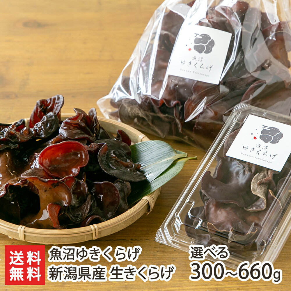 商品説明 内容 新潟県産 生きくらげ「魚沼ゆきくらげ」 商品内容 300g：300g×1袋360g：90g×4パック480g：90g×2パック、300g×1袋660g：90g×4パック、300g×1袋 配送方法 ヤマト運輸（クール冷蔵便） 賞味期限 商品到着後、お早めにお召し上がりください 保存方法 冷蔵保存 返品交換 生鮮品・食品などの商品の性質上、返品・交換はお受けできません。 ただし、配送中の事故により、お届けした商品に傷みや破損がある場合や、到着した商品がお申込み頂いた商品と異なっていた場合には、返品・交換を承ります。 ご連絡は商品到着日・並びに翌日以内にお願い致します。 生産者 魚沼ゆきくらげ 魚沼ゆきくらげの商品一覧 通販/産地直送/新潟名物/産直/新潟県産/新潟産/母の日/父の日/敬老の日/こどもの日/子供の日/お中元/御中元/お歳暮/御歳暮/お年賀/御年賀/ご挨拶/香典返し/バレンタインデー/ホワイトデー/ハロウィン/贈り物/贈答用/プレゼント/ギフト/プチギフト/のし/熨斗/のし無料/熨斗無料/送料無料/おみやげ/お土産/包装/ラッピング/特産品/名物/端午の節句/暑中見舞い/暑中御見舞/残暑見舞い/残暑御見舞/寒中見舞い/寒中御見舞/内祝い/御祝い/逸品/誕生日祝い/誕生日御祝/還暦祝い/米寿/お取り寄せグルメ/入学祝い/入学御祝/合格祝い/合格御祝/引っ越し祝い/引っ越し御祝/快気祝い/快気内祝/ご当地グルメ/B級グルメ/老舗の味/ご自宅用/クリスマス/イベント/引出物/上司/同僚/七五三/ひな祭り/成人の日/成人式/お返し/寿/御見舞/越後/出産祝い/出産内祝/贈答品魚沼ゆきくらげの商品一覧へ