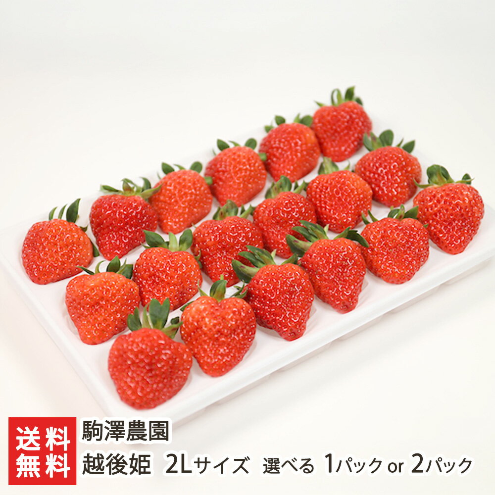 越後姫 2Lサイズ 選べる 1パック or 2パック 駒澤農園 新潟 ブランド苺 えちごひめ 苺 イチゴ いちご 大粒 甘い 果物 フルーツ お取り寄せ 新潟県 生産者直送 お取り寄せ ギフト プレゼント 贈り物 代金引換決済不可 送料無料