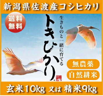 【無農薬】【コシヒカリ】トキひかり!!10Kg又は精米9Kg