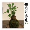 苔遊のガジュマル苔玉！！　苔遊　