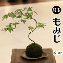 苔遊　もみじ　苔玉！！【販売期間