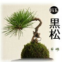 苔遊の 黒松 (大) 苔玉!! 縁起物「厄除け」「不老長寿」苔遊 苔玉 秋葉区 新潟