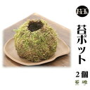 苔遊の　苔玉ポッド　2個！送料込み！　苔遊　苔玉　　秋葉区　新潟 その1