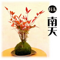 縁起物！苔玉　南天　10月から12月販売　「難を転ずる」苔遊　新潟