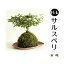 苔遊の サルスベリ 百日紅 苔玉!! 苔遊 苔玉 秋葉区 新潟