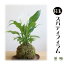 苔遊の スパティフィラム 苔玉!! 苔遊 苔玉 秋葉区 新潟